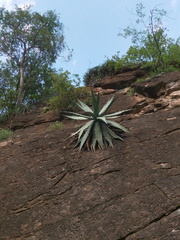 Agave xylonacantha