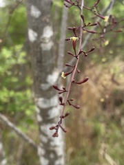 Commiphora zanzibarica