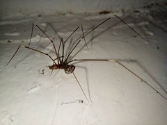 Smeringopus pallidus