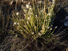 Kleinia longiflora