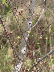 Commiphora zanzibarica