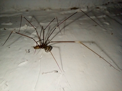 Smeringopus pallidus