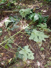 Vasconcellea pubescens