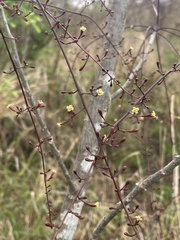 Commiphora zanzibarica