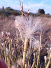 Kleinia longiflora