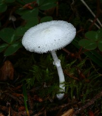 Lepiota sequoiarum