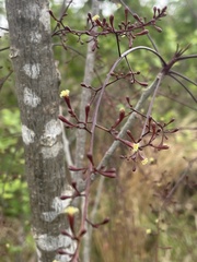 Commiphora zanzibarica