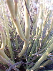 Kleinia longiflora