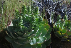 Dudleya pulverulenta
