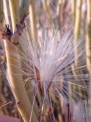 Kleinia longiflora