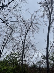 Commiphora zanzibarica