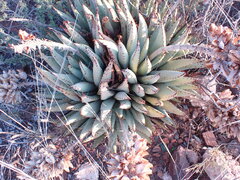 Aloe claviflora