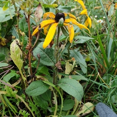 Rudbeckia