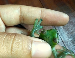 Zhangixalus dulitensis