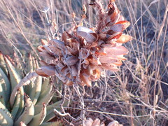 Aloe claviflora