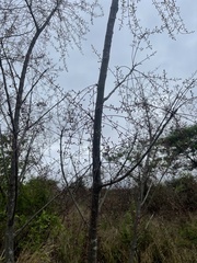 Commiphora zanzibarica
