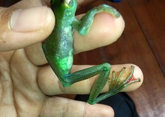 Zhangixalus dulitensis