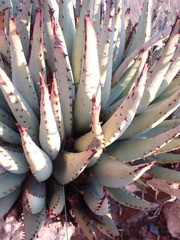 Aloe claviflora