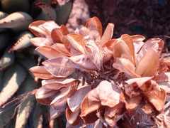 Aloe claviflora