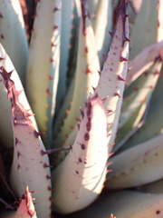 Aloe claviflora