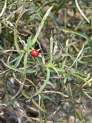 Cycloneda sanguinea
