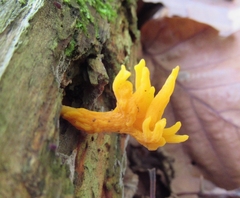 Calocera