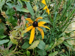 Rudbeckia