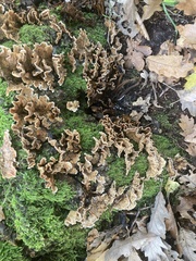 Stereum gausapatum