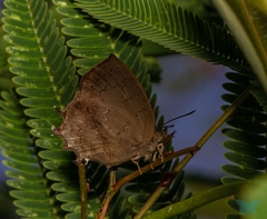 Surendra quercetorum