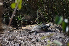 Pseudemys peninsularis