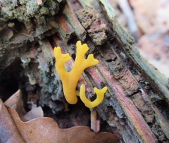 Calocera