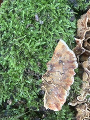 Stereum gausapatum