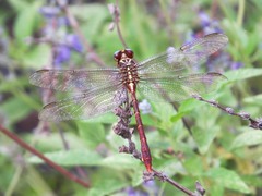 Aphylla angustifolia
