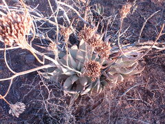 Aloe hereroensis