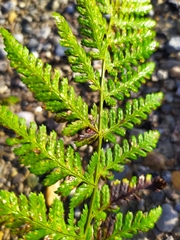 Dryopteris dilatata