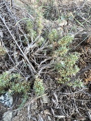 Cardionema ramosissimum