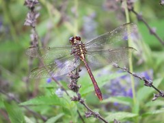 Aphylla angustifolia