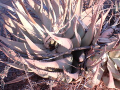 Aloe hereroensis
