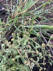 Pseudoconyza viscosa
