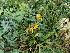 Rudbeckia