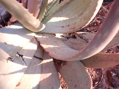 Aloe hereroensis