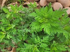 Parthenium bipinnatifidum
