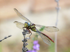 Aphylla angustifolia