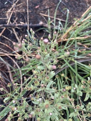 Pseudoconyza viscosa