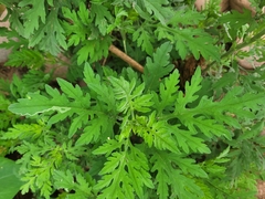 Parthenium bipinnatifidum
