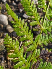 Dryopteris dilatata