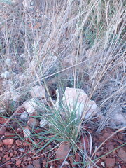 Eragrostis echinochloidea