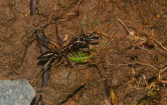 Odontomachus chelifer