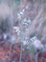 Eragrostis echinochloidea