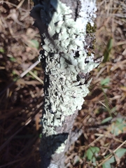 Flavopunctelia soredica